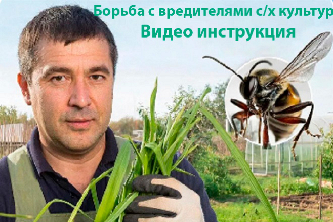 Видео инструкция борьбы с вредителями