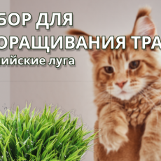 инфографика