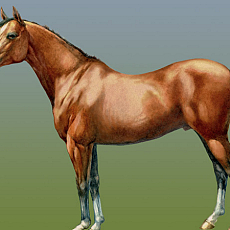 Horse_1